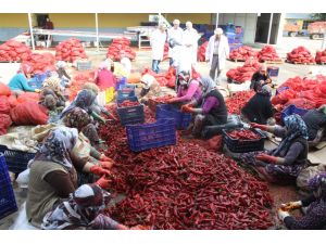 Kulaca’dan Hollanda’ya 450 Ton Biber Salçası