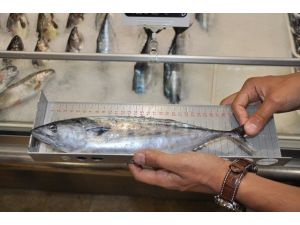 Balık Sezonuyla Beraber Denetimler De Başladı