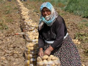 Patates Fiyatlarında Büyük Düşüş