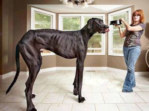 Dünyanın En Uzun Köpeği Öldü