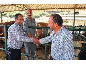 (Özel Haber) Kurbanda Sıkı Pazarlık