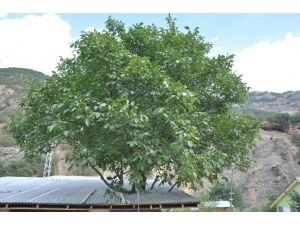 Asırlık Ağacı Kesmemek İçin Evi Ağacın Etrafına Yaptırdı