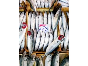 Marmarada Balık Az, Fiyatlar Yüksek