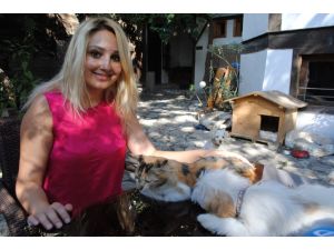 Kedi Ve Köpekleri Barıştıran Pansiyon