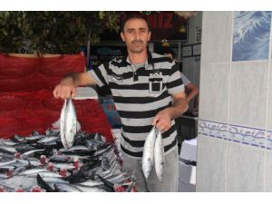 Karadeniz’de Balık Bereketi