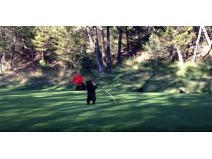 Golf Sahasının Davetsiz Misafiri