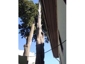 Cami Avlusundaki Kurumuş Servi Tehlike Saçıyor