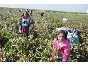 Yaşıtları Okula Giderken Onlar Tarlada Çalışıyor