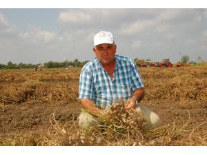 Ceyhanda Fıstık Hasadı Başladı