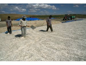 Yozgat’ta Ayçiçek Hasadı Yapıldı, Üreticiler Alıcı Bekliyor