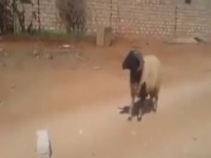 Koç El Arabasına Kıl Olursa