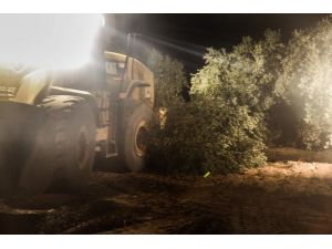 Greenpeaceden Somada Zeytinlik Kıyımı Hakkında Suç Duyurusu