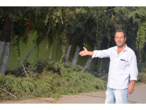 Kocaeli’de Ağaç Kıyımı