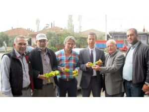 Karacabey’de Yağmur 30 Bin Dekar Domatesi Çürüttü