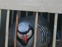 Keklik İle Süne Mücadelesi  