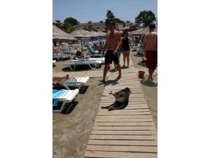 Tatilciler Köpekleri Terk Ediyor