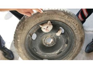 Yaramaz Kedi Öyle Bir Yere Girdi Ki