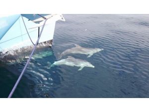Marmaris’te Yunuslar Yatla Yarıştı