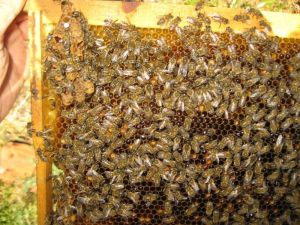 Tkdk Ordu’ya 10 Milyon Tl Hibe Verdi