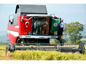 Tzob Genel Başkanı Çeltik Hasadı Yaptı