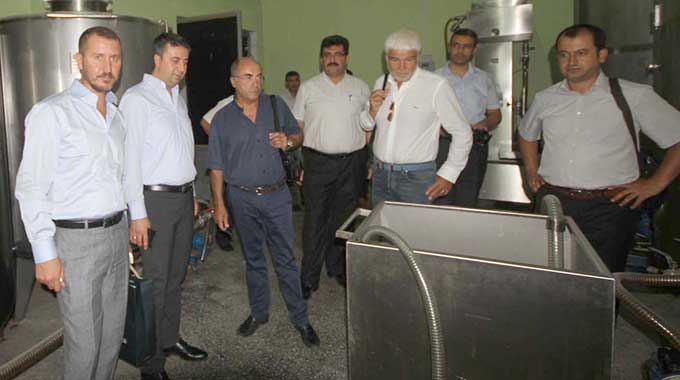 Zeytinin Anavatanında Günde 200 Ton Zeytin Sıkıyorlar