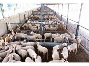 Makro’da Kurban Satışları Başladı