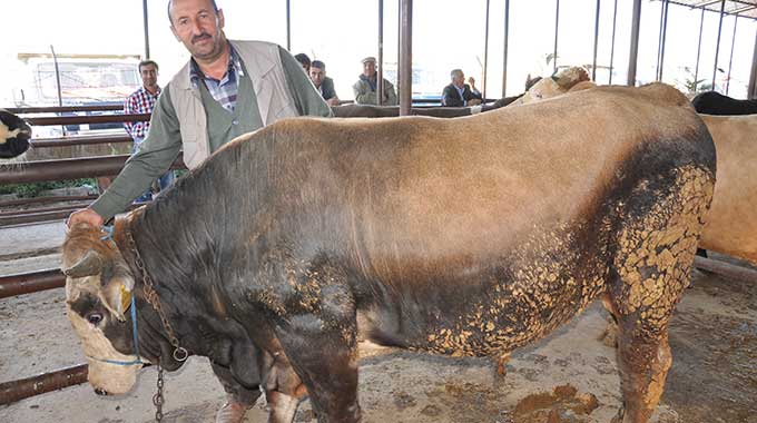 Yerli Araba Fiyatına Kurbanlık