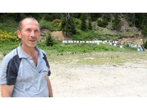 Fındıktan Sonra Bal Rekoltesi De Düşük