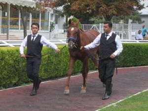 Daire Fiyatına Tay