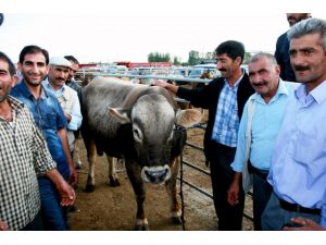 Iğdır Hayvan Pazarı’nın Şampiyonu Gezer Boğa