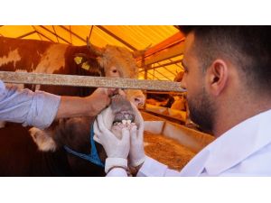 İşte Kurbanlıklarla İlgili Merak Edilenler