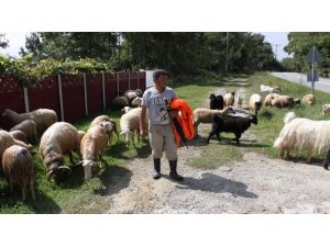 (Özel Haber) Mavi Dil Hastalığı Kurban Satışlarını Olumsuz Etkiliyor