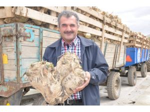 25 Kiloluk 3 Yapışık Pancar