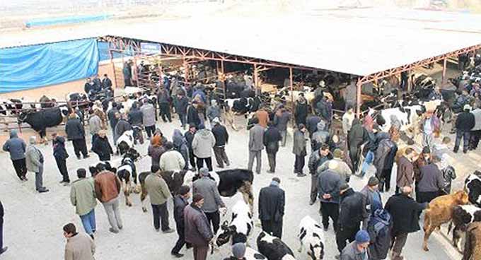Büyükşehir Kurban Satış Ve Kesim Yerlerini Açıkladı