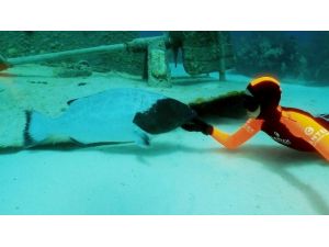 Karnındaki Bebeğiyle Okyanusa Daldı