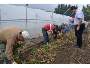İlk Milli Patates Tohumunun Hasadı Yapıldı