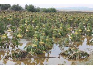 Manyas Ovasında Binlerce Dekar Ekili Arazi Sular Altında Kaldı