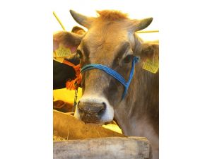 Kurban Bayramı, Hayvanları Koruma Gününe Denk Geliyor