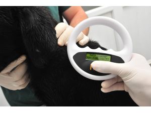 Köpekler Mikroçip İle Takibe Alındı