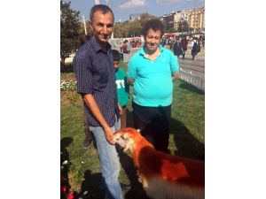 Taksim’de “Kınalı Kuzuya” Vatandaşlardan Yoğun İlgi
