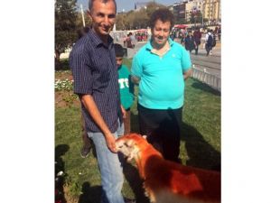 Taksim’de Kınalı Kuzuya Yoğun İlgi