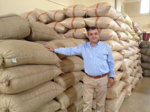 Fındık Fiyatı 14 Tl’ye Ulaştı