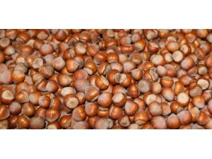 Fındık 14 Lirayı Da Gördü