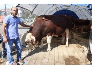 (Özel Haber) Sultangazi’nin ‘Şampiyon’ Kurbanlığı 1 Ton 280 Kilo