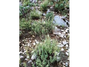 Sütçülerin Kekiği Dünyaya Şifa Oluyor