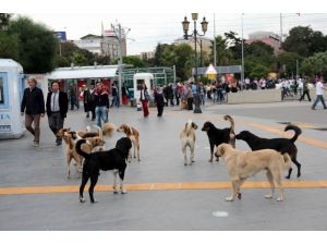 Başıboş Köpekler İnsanlarla İç İçe