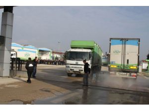 Şeker Piliçe Dubaili Talip