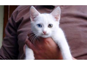 Göz Renkleri Farklı Kedi İlgi Odağı Oldu