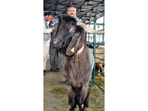 (Özel Haber) 3 Yaşındaki Erkek Keçi Pazarın Maskotu Oldu