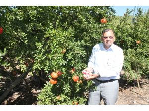 Nar Hasadı 15 Ekim’den Önce Yapılmamalı